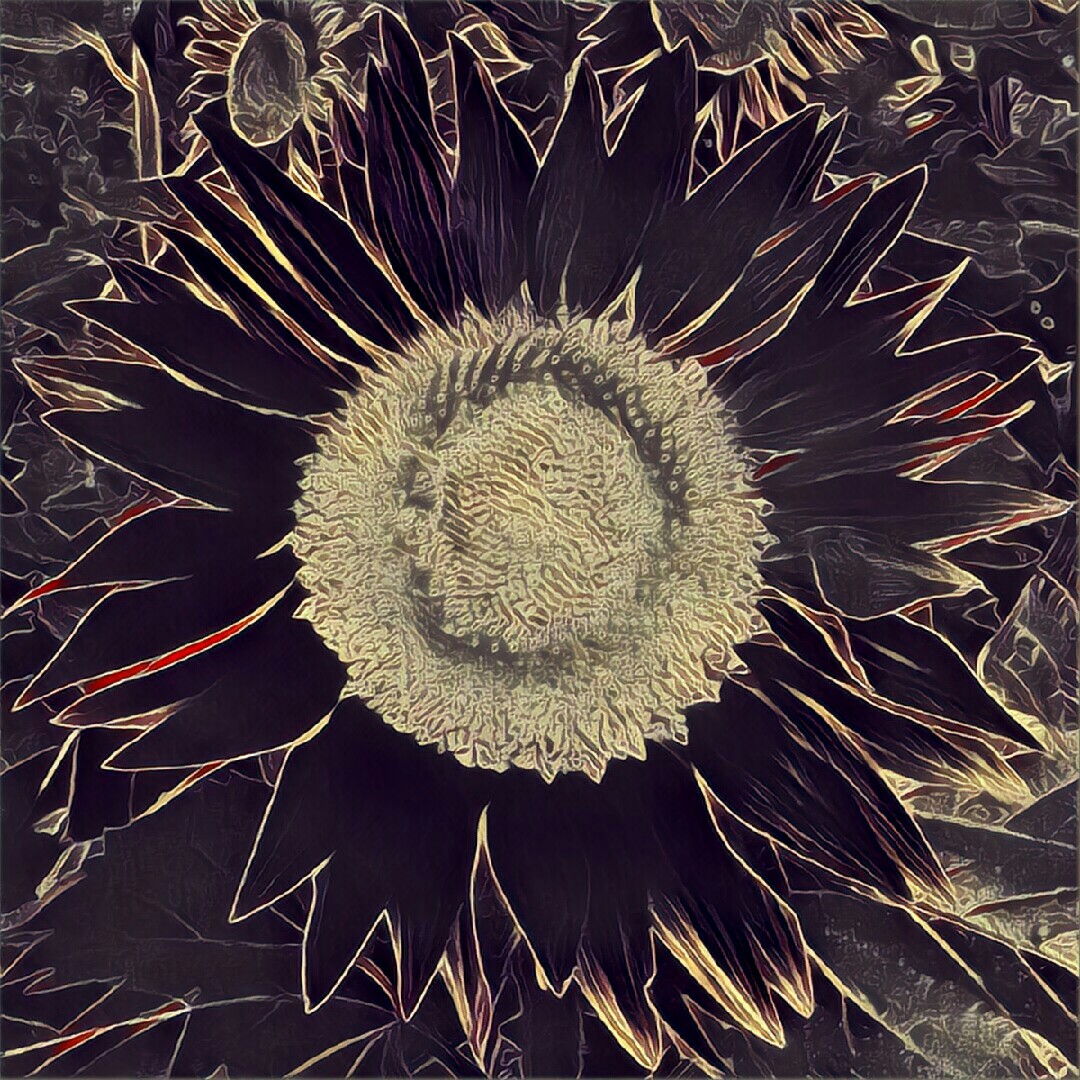 Another sunflower